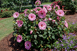 Summerific Spinderella Hibiscus (Hibiscus 'Spinderella') at A Very Successful Garden Center