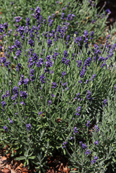 Lavenize Elegance Lavender (Lavandula angustifolia 'Lavenize Elegance') at Lakeshore Garden Centres