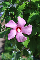 Chateau d'Amboise Rose of Sharon (Hibiscus syriacus 'Minsypin3') at Stonegate Gardens