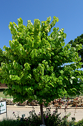 Rise 'N Shine Redbud (Cercis canadensis 'JN15') at A Very Successful Garden Center