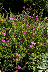 Rock Rose (Pavonia lasiopetala) at A Very Successful Garden Center