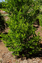 Everbrite Cherry Laurel (Prunus caroliniana 'Greevbrite') at Lakeshore Garden Centres
