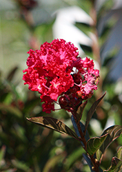 Summerlasting Strawberry Crapemyrtle (Lagerstroemia indica 'HOCH266') at A Very Successful Garden Center