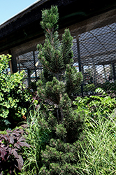 Kotobuki Japanese Black Pine (Pinus thunbergii 'Kotobuki') at Stonegate Gardens