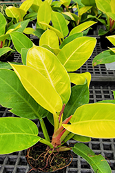 Prismacolor Imperial Gold Philodendron (Philodendron 'Imperial Gold') at A Very Successful Garden Center