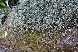 Shirofu Chirimen Asian Jasmine (Trachelospermum asiaticum 'Shirofu Chirimen') at Stonegate Gardens