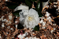 October Magic Bride Camellia (Camellia sasanqua 'Green 99-006') at Stonegate Gardens