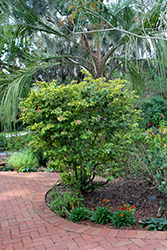 Dwarf Powderpuff (Calliandra emarginata) at Stonegate Gardens