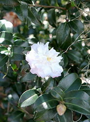 October Magic Snow Camellia (Camellia sasanqua 'Green 94-010') at Stonegate Gardens