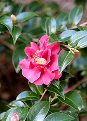 October Magic Ruby Camellia (Camellia sasanqua 'Green 02-003') at Lakeshore Garden Centres