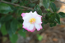 October Magic Inspiration Camellia (Camellia sasanqua 'Green 97-039') at A Very Successful Garden Center