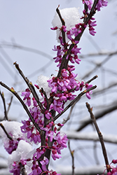 Northern Herald Redbud (Cercis canadensis 'Pink Trim') at Lakeshore Garden Centres