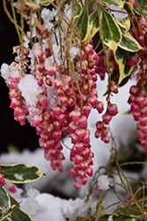 Passion Frost Japanese Pieris (Pieris japonica 'Ralto') at Stonegate Gardens