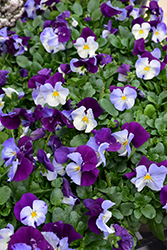 Cool Wave Violet Wing Pansy (Viola x wittrockiana 'PAS835631') at A Very Successful Garden Center