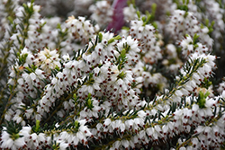 Mediterranean White Heath (Erica x darleyensis 'Mediterranean White') at A Very Successful Garden Center