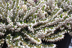 White Winter Heath (Erica x darleyensis 'Alba') at Lakeshore Garden Centres