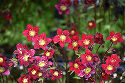 Touran Deep Red Saxifrage (Saxifraga x arendsii 'Touran Deep Red') at Stonegate Gardens