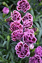 Sunflor Finesse Carnation (Dianthus caryophyllus 'Sunflor Finesse') at A Very Successful Garden Center