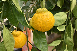 Tangerine (Citrus tangerina) at Stonegate Gardens
