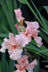 Lenora Pearl Iris (Iris 'Lenora Pearl') at Stonegate Gardens