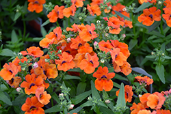 Angelart Orange Nemesia (Nemesia 'Angelart Orange') at A Very Successful Garden Center