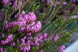 Pink Spangles Heath (Erica carnea 'Pink Spangles') at Stonegate Gardens