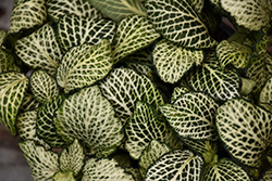 Mosaic Plant (Fittonia albivenis) at A Very Successful Garden Center