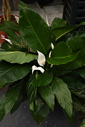 Peace Lily (Spathiphyllum wallisii) at A Very Successful Garden Center