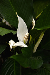 Peace Lily (Spathiphyllum wallisii) at A Very Successful Garden Center