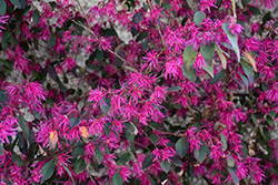 Zhuzhou Fuchsia Chinese Fringeflower (Loropetalum chinense 'Zhuzhou Fuchsia') at Lakeshore Garden Centres