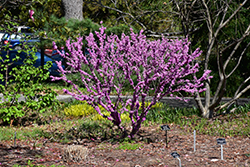 Don Egolf Miniature Redbud (Cercis chinensis 'Don Egolf') at A Very Successful Garden Center