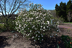 Cayuga Viburnum (Viburnum x carlcephalum 'Cayuga') at Stonegate Gardens