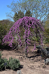 Lavender Twist Redbud (Cercis canadensis 'Covey') at Stonegate Gardens