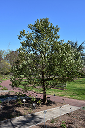 Redbay (Persea borbonia) at A Very Successful Garden Center