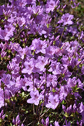 Compact Korean Azalea (Rhododendron yedoense 'Poukhanense Compacta') at Lakeshore Garden Centres