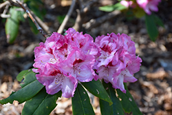 Spring Glory Rhododendron (Rhododendron 'Spring Glory') at A Very Successful Garden Center