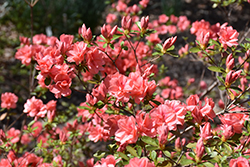 Indian Azalea (Rhododendron indicum) at A Very Successful Garden Center