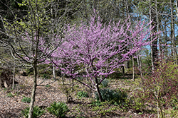 Hearts of Gold Redbud (Cercis canadensis 'Hearts of Gold') at A Very Successful Garden Center