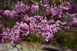 Hearts of Gold Redbud (Cercis canadensis 'Hearts of Gold') at Stonegate Gardens