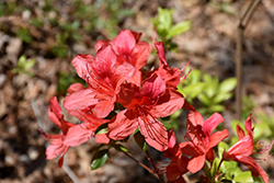 Stampede Azalea (Rhododendron 'Stampede') at Lakeshore Garden Centres