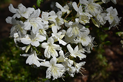 Stardust Azalea (Rhododendron 'Stardust') at Lakeshore Garden Centres