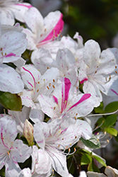 Festive Azalea (Rhododendron 'Festive') at A Very Successful Garden Center