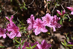 Temptation Azalea (Rhododendron 'Temptation') at Stonegate Gardens