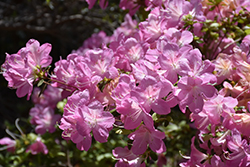 Dayspring Azalea (Rhododendron 'Dayspring') at A Very Successful Garden Center