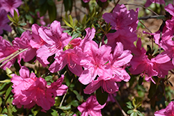 Circe Azalea (Rhododendron 'Circe') at Stonegate Gardens