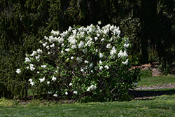 Betsy Ross Lilac (Syringa 'Betsy Ross') at Lakeshore Garden Centres