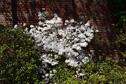 Festive Azalea (Rhododendron 'Festive') at Stonegate Gardens