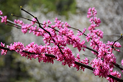 Tennessee Pink Redbud (Cercis canadensis 'Tennessee Pink') at A Very Successful Garden Center
