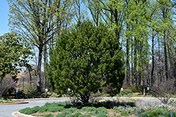 Lacebark Pine (Pinus bungeana) at A Very Successful Garden Center