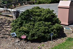 Piccolo Japanese Holly (Ilex crenata 'Piccolo') at Lakeshore Garden Centres